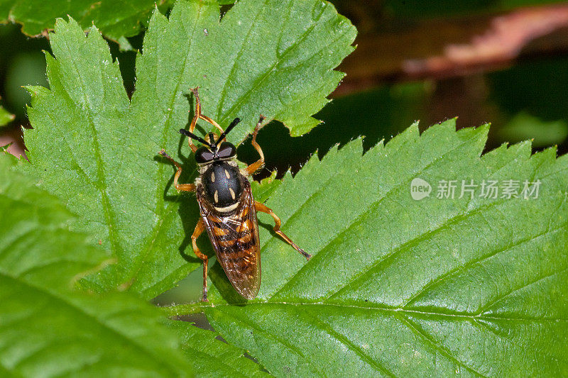 长耳黄衣蝇，Criorhinina, Milesiini, Eristalinae, Syrphidae, Syrphe。